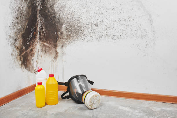 Best Mold Damage Restoration  in Seminole, OK