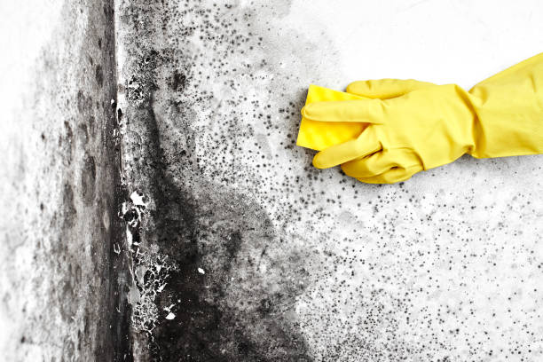 Best Basement Mold Removal  in Seminole, OK